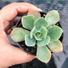 Echeveria 'Bluette'