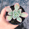 Echeveria 'Bluette'