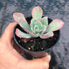 Echeveria 'Bluette'