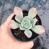 Echeveria 'Bluette'