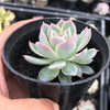 Echeveria 'Violet Queen'