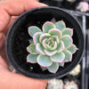 Echeveria 'Violet Queen'
