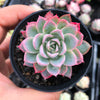 Echeveria 'Violet Queen'