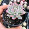 Echeveria 'Violet Queen'
