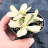 Crassula platyphylla variegata