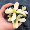 Crassula platyphylla variegata