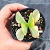 Crassula platyphylla variegata