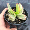 Crassula platyphylla variegata