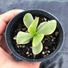Crassula platyphylla variegata