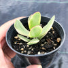 Crassula platyphylla variegata