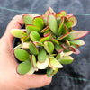 Crassula platyphylla variegata