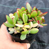 Crassula platyphylla variegata