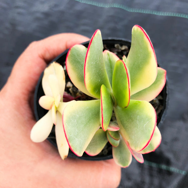 Crassula platyphylla variegata – LET LOVE GROW (Succulent & Cactus)