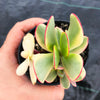 Crassula platyphylla variegata