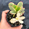 Crassula platyphylla variegata
