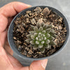 Sinocrassula Yunnanensis (Chinese Jade)