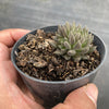 Sinocrassula Yunnanensis (Chinese Jade)
