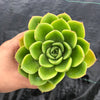 Echeveria agavoides 'Catherina' (has mark)