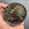 Sinocrassula Yunnanensis (Chinese Jade)
