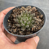 Sinocrassula Yunnanensis (Chinese Jade)