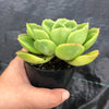 Echeveria agavoides 'Catherina' (has mark)