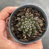 Sinocrassula Yunnanensis (Chinese Jade)