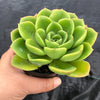 Echeveria agavoides 'Catherina' (has mark)