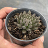 Sinocrassula Yunnanensis (Chinese Jade)
