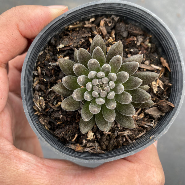 succulent plant in chinese Sinocrassula Yunnanensis (Chinese Jade) – LET LOVE GROW (Succulent & Cactus)