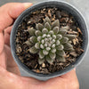 Sinocrassula Yunnanensis (Chinese Jade)