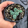 Sedum dasyphyllum 'Major'