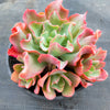 Echeveria 'Bluette'