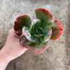 Echeveria 'Bumps' (Bump leaf )