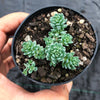 Sedum dasyphyllum 'Major'
