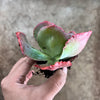 Echeveria 'Bumps' (Bump leaf )