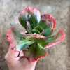 Echeveria 'Bumps' (Bump leaf )