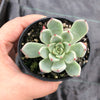 Echeveria 'Red Absinthe'