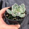 Echeveria 'Red Absinthe'