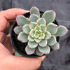 Echeveria 'Red Absinthe'