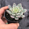 Echeveria 'Red Absinthe'
