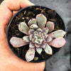 Echeveria 'Red Absinthe'