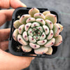 Echeveria 'Red Absinthe'