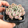 Echeveria 'Red Absinthe'