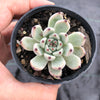 Echeveria 'Red Absinthe'