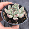 Echeveria 'Red Absinthe'
