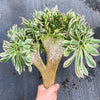 Aeonium arboreum 'Sunburst' f. cristata