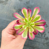 Aeonium 'Mardi Gras'