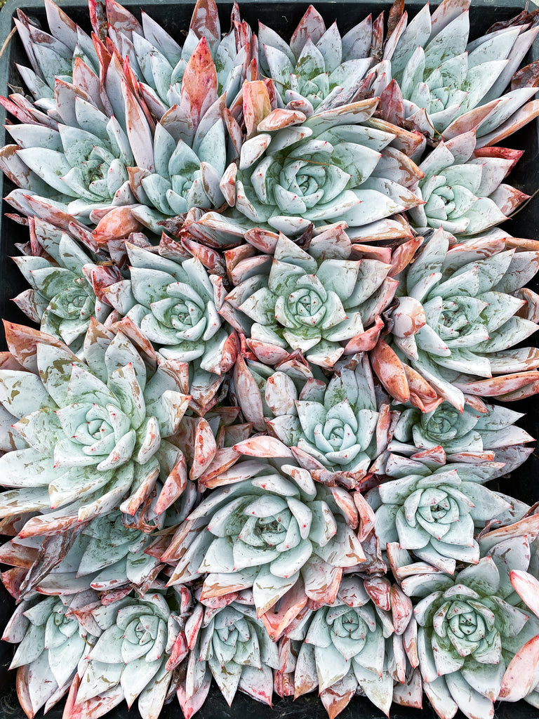 Echeveria colorata 'Mexican Giant'