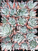 Echeveria colorata 'Mexican Giant'