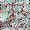 Echeveria colorata 'Mexican Giant'